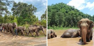 Na Tailândia, após fechamento de atrações turísticas, 1476 elefantes voltam para natureza