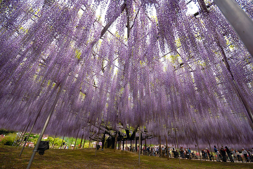 sabervivermais.com - Esta videira no Japão de 144 anos parece um lindo céu rosa!