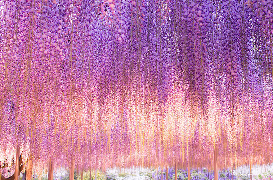 sabervivermais.com - Esta videira no Japão de 144 anos parece um lindo céu rosa!