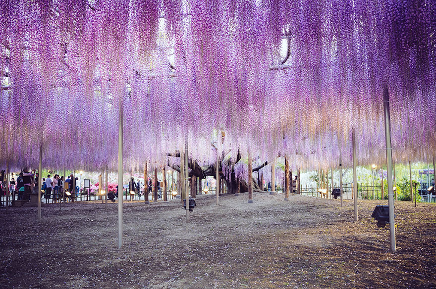 sabervivermais.com - Esta videira no Japão de 144 anos parece um lindo céu rosa!