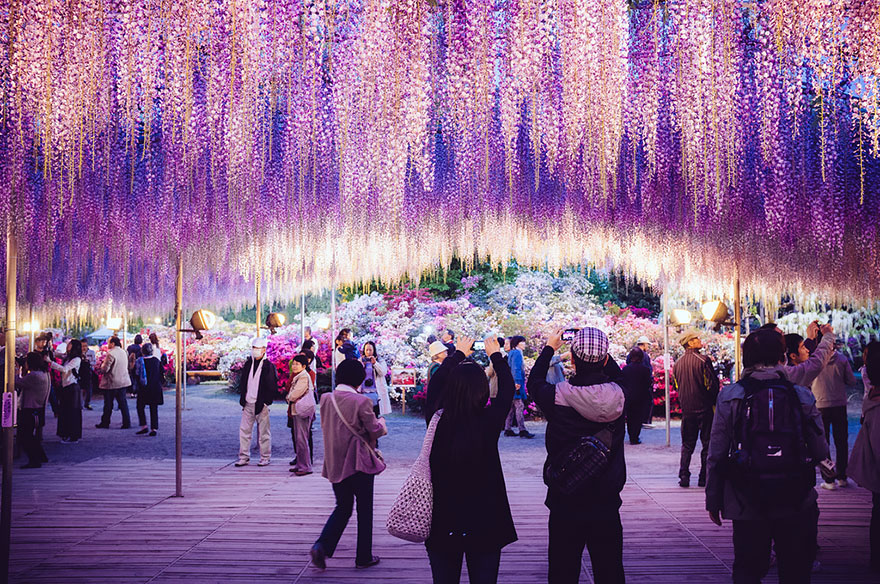 sabervivermais.com - Esta videira no Japão de 144 anos parece um lindo céu rosa!