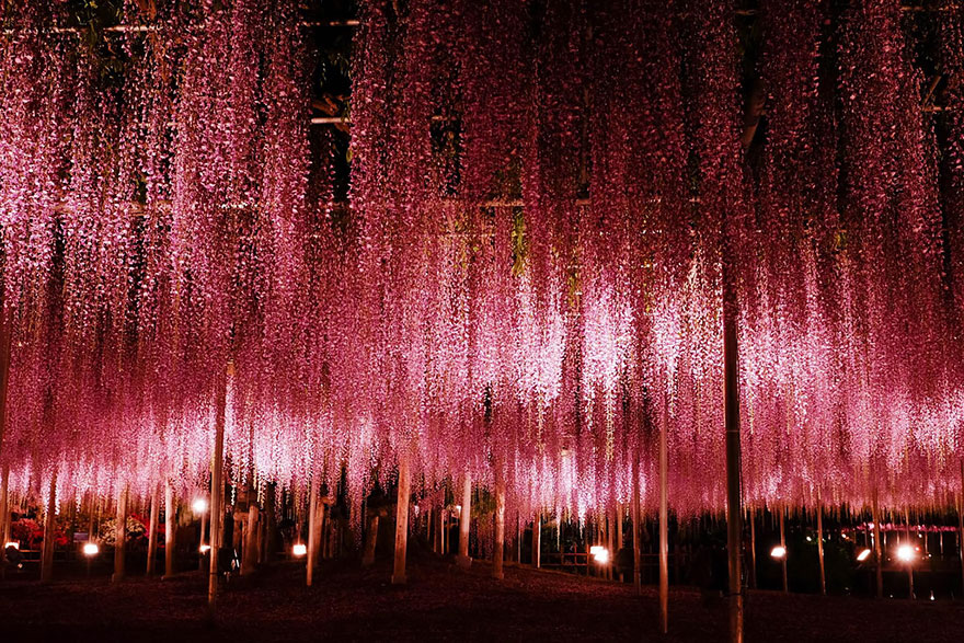 sabervivermais.com - Esta videira no Japão de 144 anos parece um lindo céu rosa!