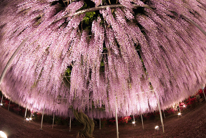 sabervivermais.com - Esta videira no Japão de 144 anos parece um lindo céu rosa!