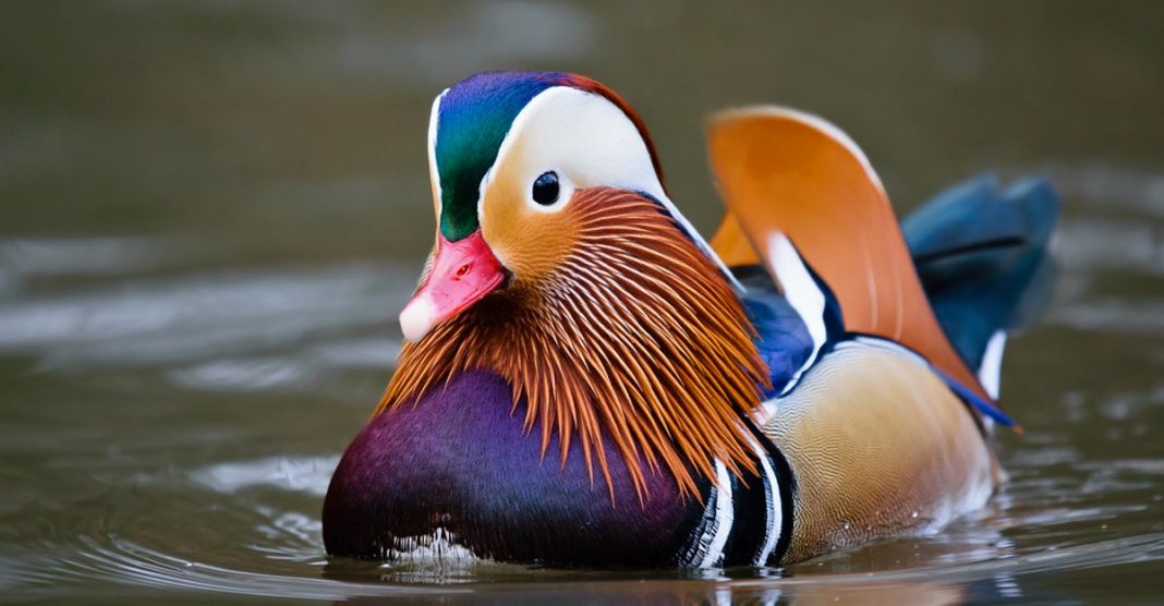 Pato mandarim é visto nos lagos da América do Norte. Sua plumagem o torna “o mais bonito do mundo”