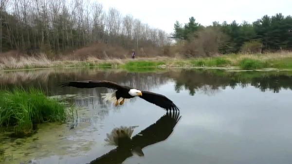 sabervivermais.com - Fotógrafo captura a foto perfeita de uma águia voando sobre um lago