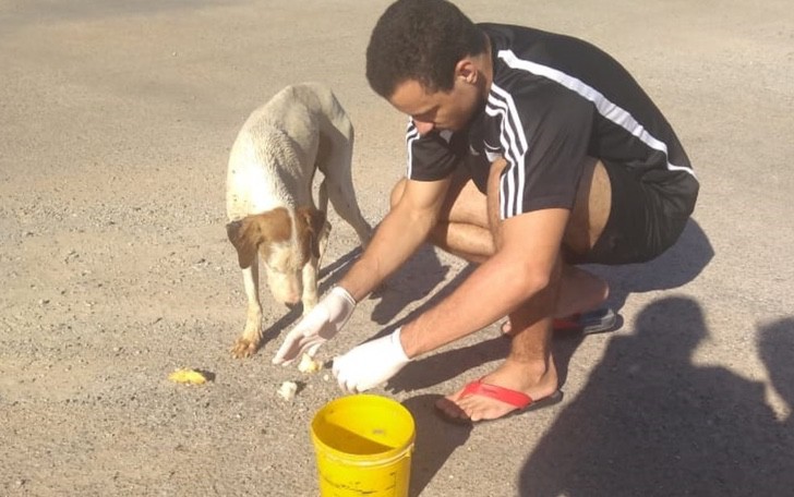 sabervivermais.com - Estudante salva a vida de um cão que sofreu uma parada cardiorrespiratória.