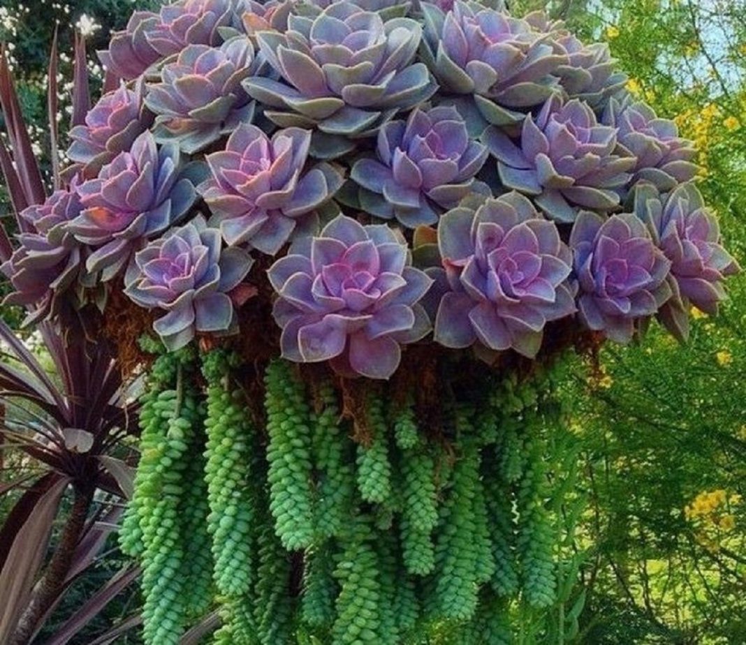 Suculentas em forma de pingente transformando o jardim em obra de arte!