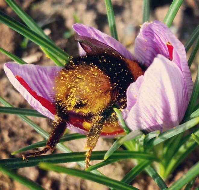 sabervivermais.com - Fotos de Abelhas descansando com o "bumbum pra cima" dentro de flores viralizam na web