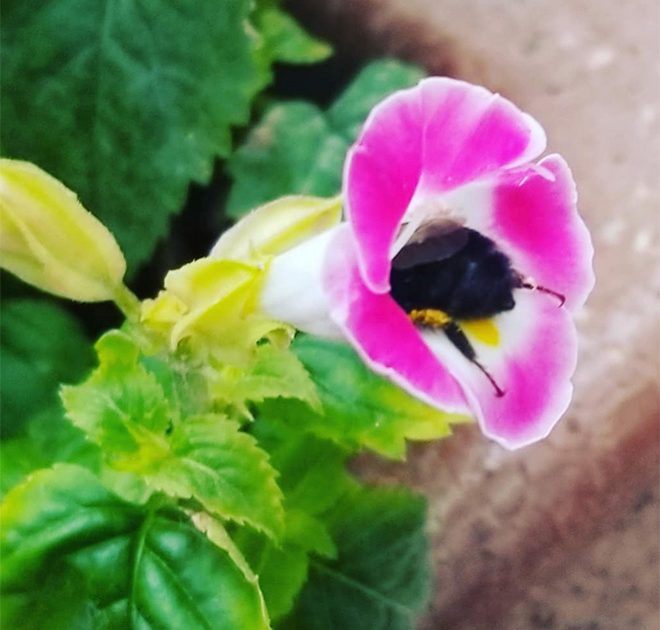 sabervivermais.com - Fotos de Abelhas descansando com o "bumbum pra cima" dentro de flores viralizam na web