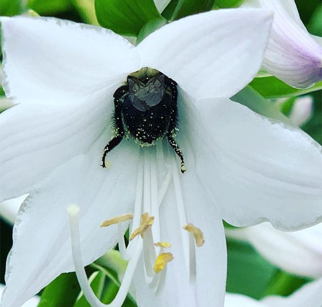 sabervivermais.com - Fotos de Abelhas descansando com o "bumbum pra cima" dentro de flores viralizam na web