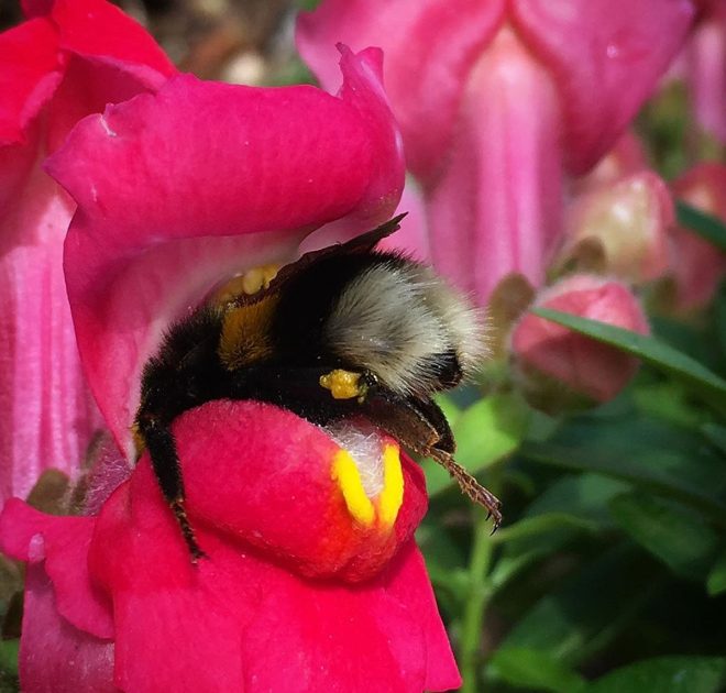 sabervivermais.com - Fotos de Abelhas descansando com o "bumbum pra cima" dentro de flores viralizam na web