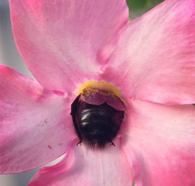 sabervivermais.com - Fotos de Abelhas descansando com o "bumbum pra cima" dentro de flores viralizam na web