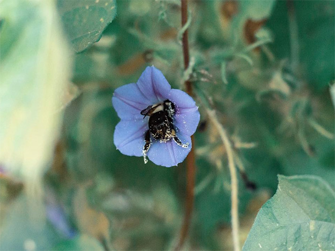 sabervivermais.com - Fotos de Abelhas descansando com o "bumbum pra cima" dentro de flores viralizam na web