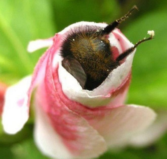 sabervivermais.com - Fotos de Abelhas descansando com o "bumbum pra cima" dentro de flores viralizam na web