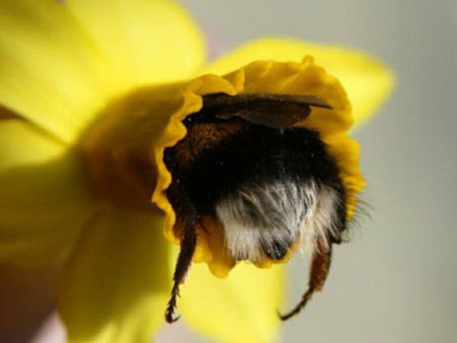 sabervivermais.com - Fotos de Abelhas descansando com o "bumbum pra cima" dentro de flores viralizam na web
