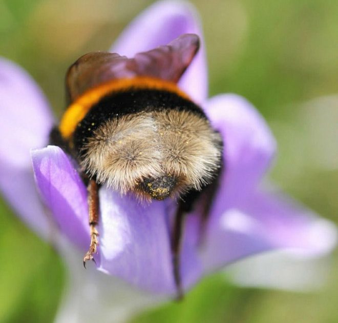 sabervivermais.com - Fotos de Abelhas descansando com o "bumbum pra cima" dentro de flores viralizam na web