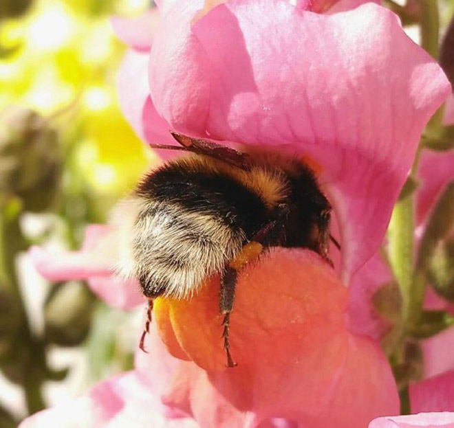 sabervivermais.com - Fotos de Abelhas descansando com o "bumbum pra cima" dentro de flores viralizam na web