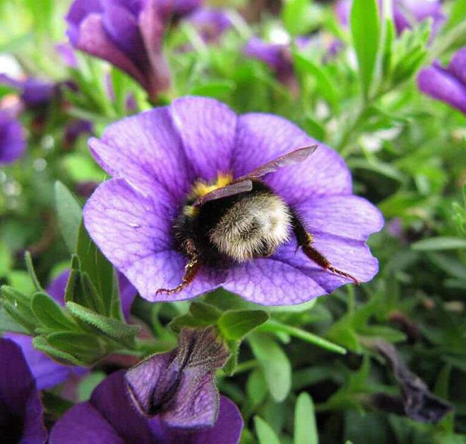 sabervivermais.com - Fotos de Abelhas descansando com o "bumbum pra cima" dentro de flores viralizam na web