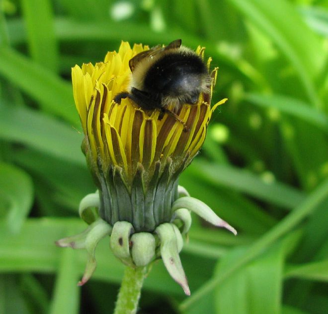 sabervivermais.com - Fotos de Abelhas descansando com o "bumbum pra cima" dentro de flores viralizam na web