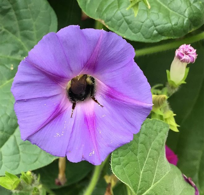 sabervivermais.com - Fotos de Abelhas descansando com o "bumbum pra cima" dentro de flores viralizam na web