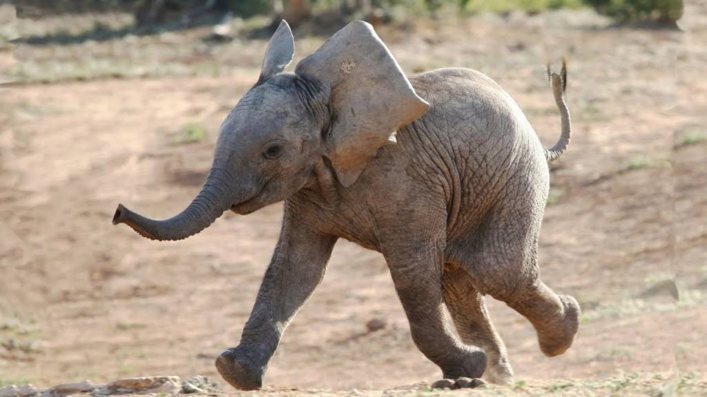 sabervivermais.com - Triunfo histórico! Finalmente é proibida a venda de elefantes a zoológicos em todo o mundo