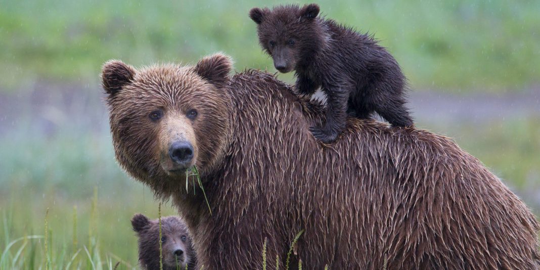 Crueldade: Novas regras permitirão que os caçadores capturem ursos no Alasca