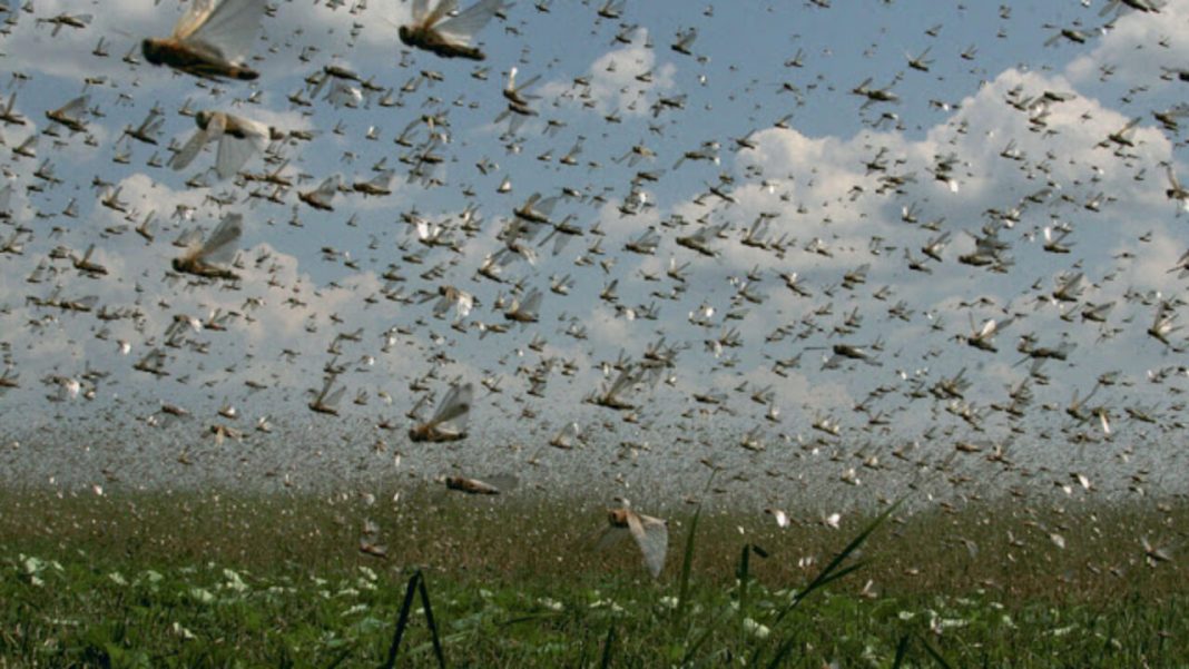 Nuvem de gafanhotos se aproxima do sul do país e deixa Brasil em alerta