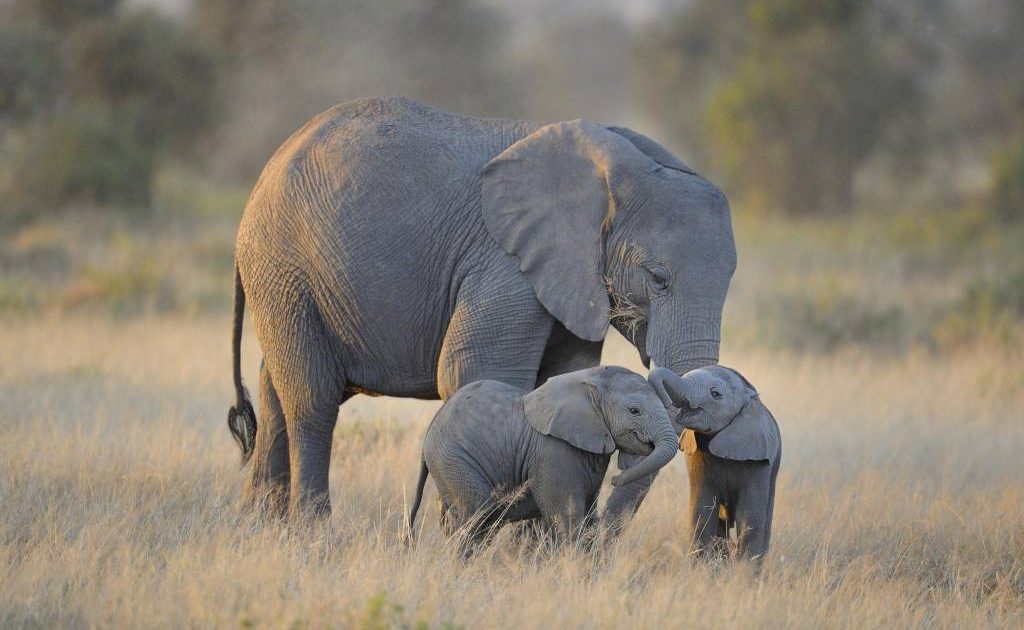 sabervivermais.com - Triunfo histórico! Finalmente é proibida a venda de elefantes a zoológicos em todo o mundo