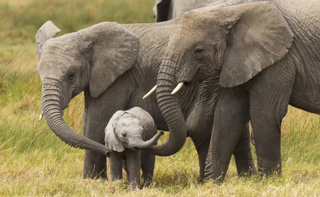 sabervivermais.com - Triunfo histórico! Finalmente é proibida a venda de elefantes a zoológicos em todo o mundo