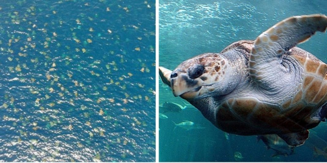 Pesquisadores australianos flagram mais de 64 mil tartarugas ameçadas de extinção. Assista ao vídeo!