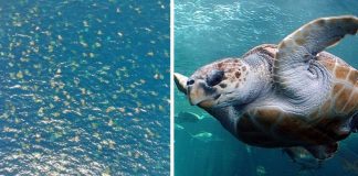 Pesquisadores australianos flagram mais de 64 mil tartarugas ameçadas de extinção. Assista ao vídeo!