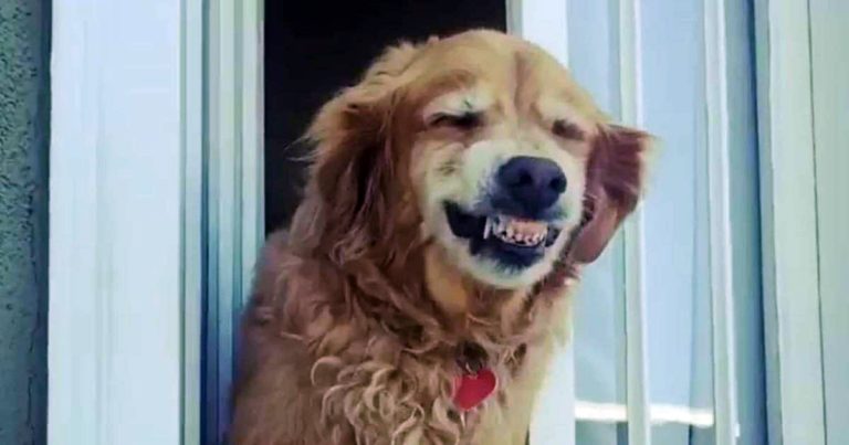 sabervivermais.com - Cãozinho idoso cumprimenta seus vizinhos todos os dias com um enorme sorriso