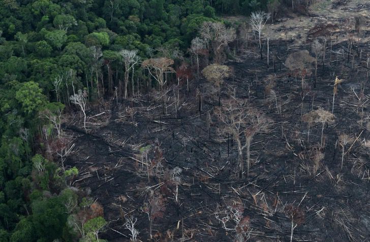 sabervivermais.com - A Amazônia é desmatada enquanto a atenção está na pandemia. Destruição aumentou 64%