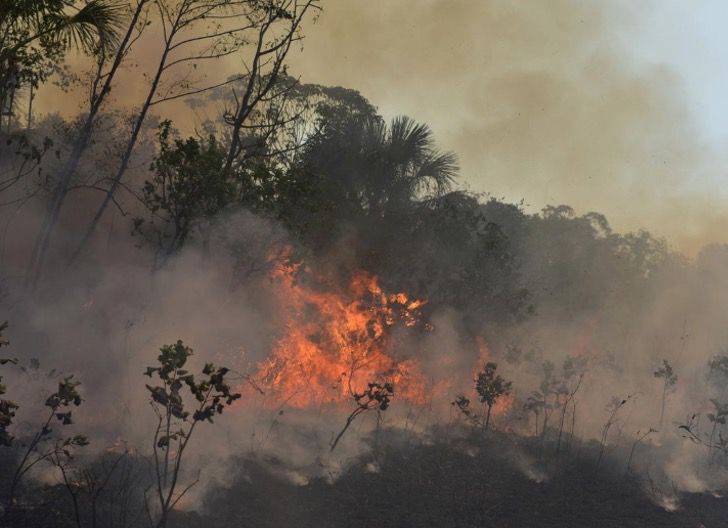 sabervivermais.com - A Amazônia é desmatada enquanto a atenção está na pandemia. Destruição aumentou 64%