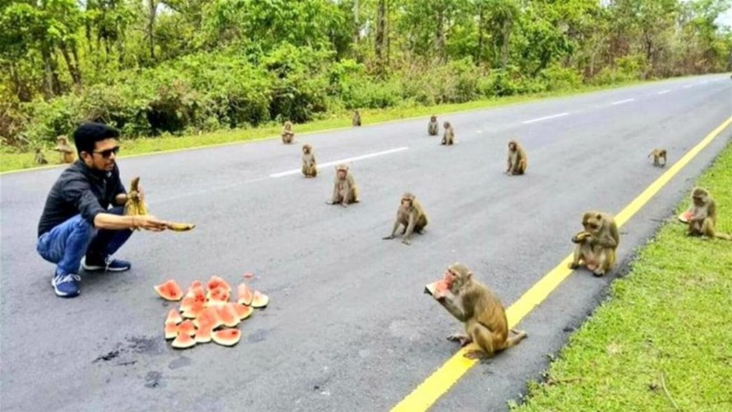 Macacos praticam distanciamento social enquanto recebem comida. Eles são um exemplo para as pessoas