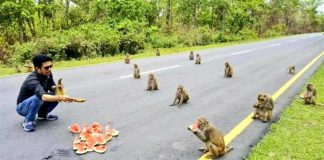 Macacos praticam distanciamento social enquanto recebem comida. Eles são um exemplo para as pessoas