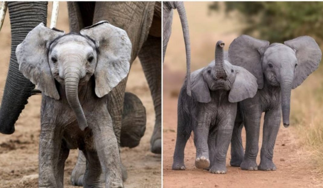Triunfo histórico! Finalmente é proibida a venda de elefantes a zoológicos em todo o mundo