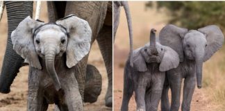 Triunfo histórico! Finalmente é proibida a venda de elefantes a zoológicos em todo o mundo