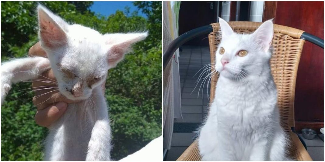 Antes e depois de gatinha resgatada por voluntário, encanta e bomba internet