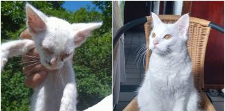 Antes e depois de gatinha resgatada por voluntário, encanta e bomba internet