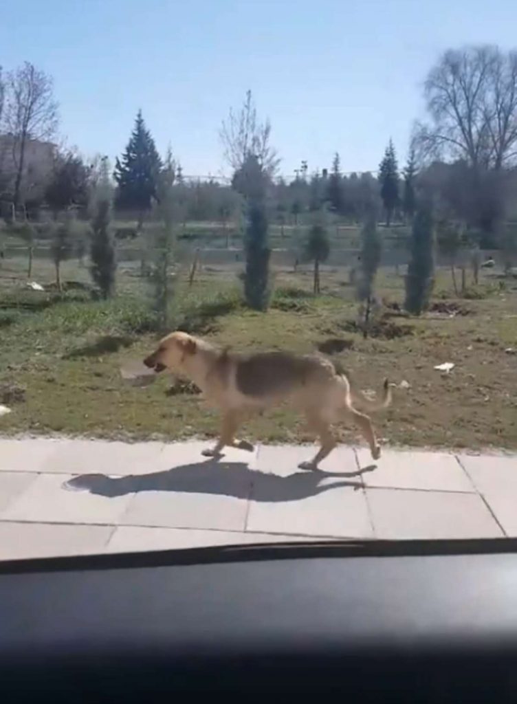 sabervivermais.com - Ao ver uma cadela carregando tigela de comida, homem decide segui-la e tem uma linda surpresa!