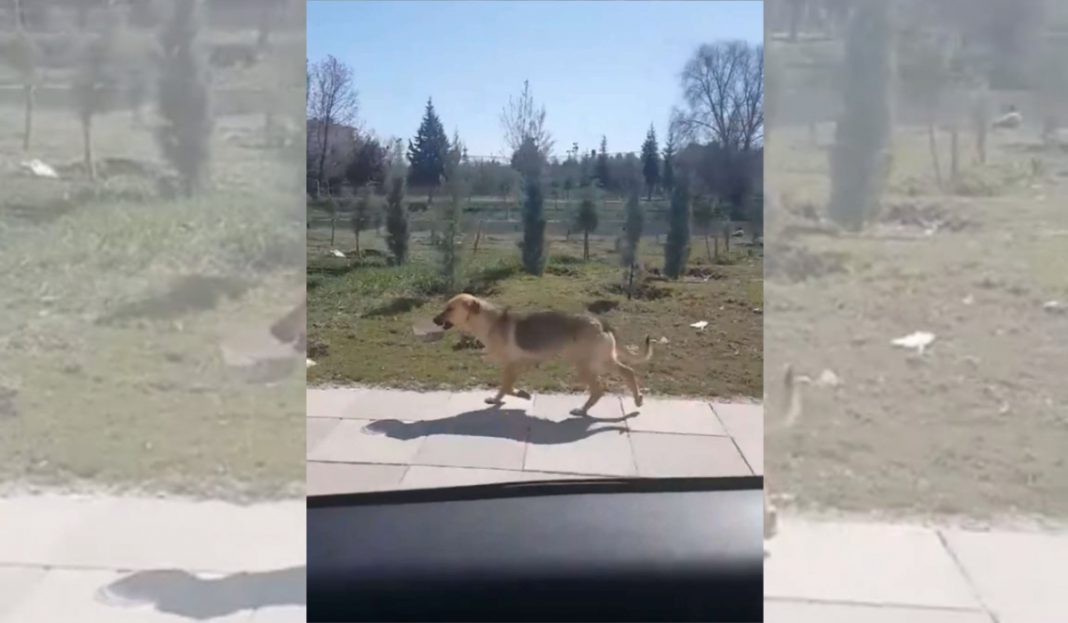 Ao ver uma cadela carregando tigela de comida, homem decide segui-la e tem uma linda surpresa!
