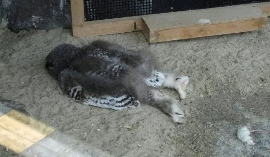 As pessoas acabaram de descobrir que algumas corujas dormem com o rosto para baixo, e estão amando
