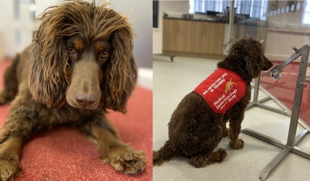 Cães treinados,  serão capazes de sentir o cheiro do coronavírus em pessoas assintomáticas