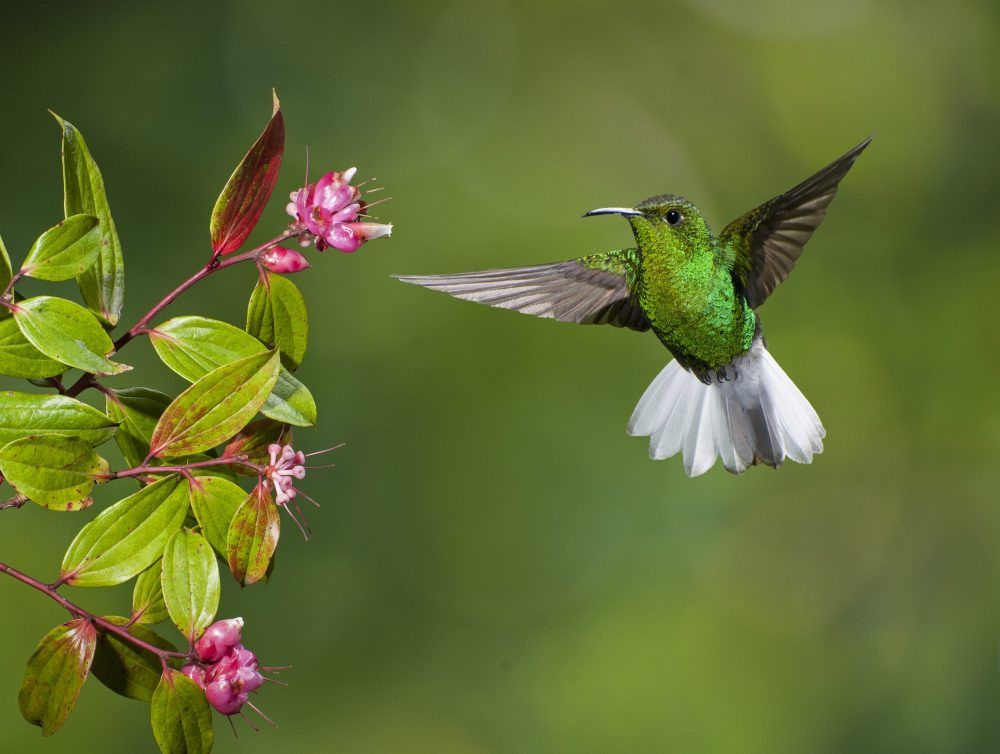 sabervivermais.com - Beija-flores podem ver cores que nem imaginamos, revela experiência