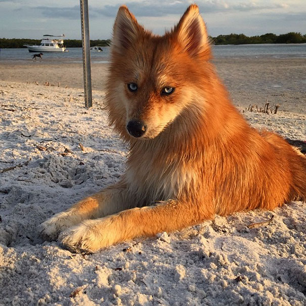 sabervivermais.com - Conheça Mya, uma mistura de Husky com Spitz que se parece com uma raposinha