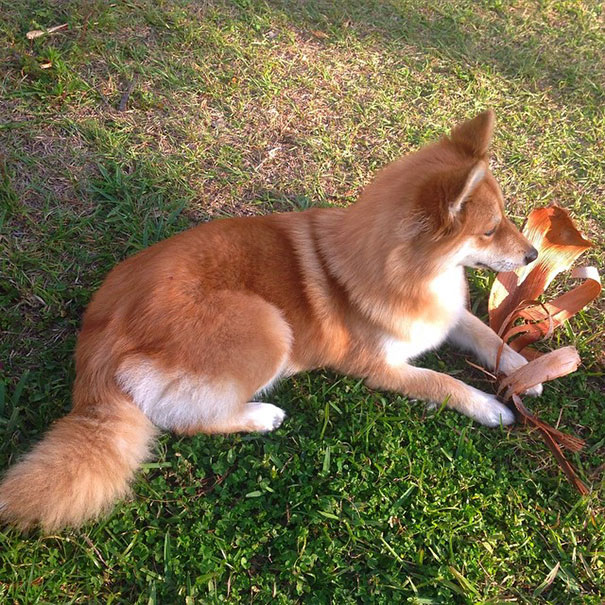 sabervivermais.com - Conheça Mya, uma mistura de Husky com Spitz que se parece com uma raposinha