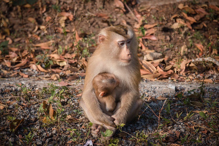 sabervivermais.com - Macacos praticam distanciamento social enquanto recebem comida. Eles são um exemplo para as pessoas