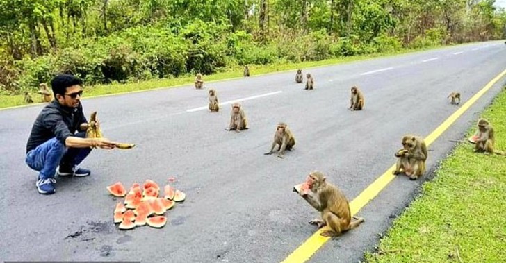 sabervivermais.com - Macacos praticam distanciamento social enquanto recebem comida. Eles são um exemplo para as pessoas