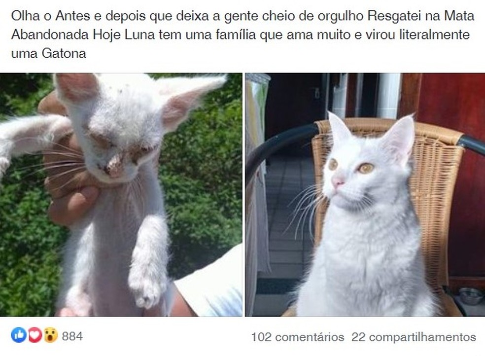 sabervivermais.com - Antes e depois de gatinha resgatada por voluntário, encanta e bomba internet